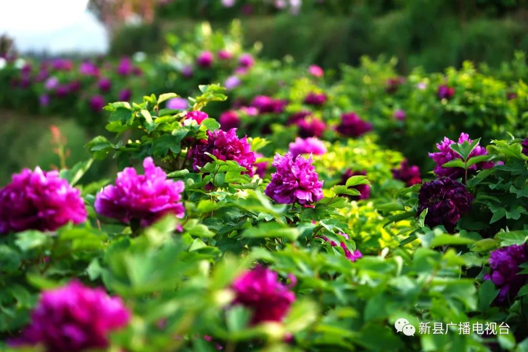 微信图片_20200413090117.jpg