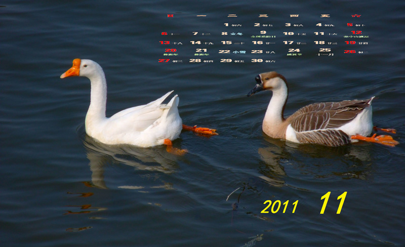 2011-11-15x.jpg